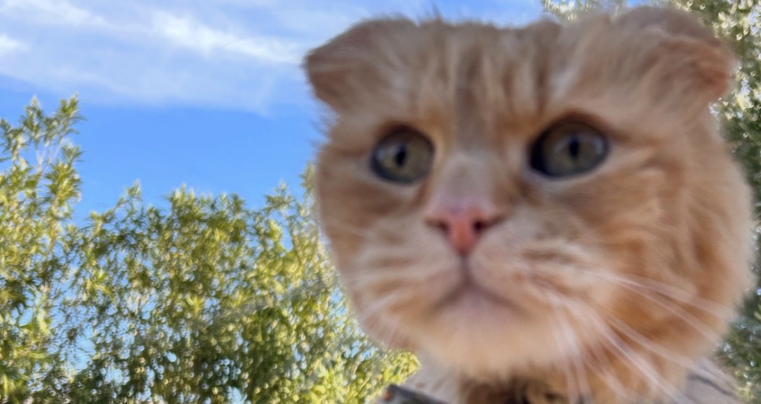 Cat Tales Club