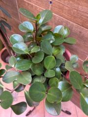 Abdellatif Moustatraf