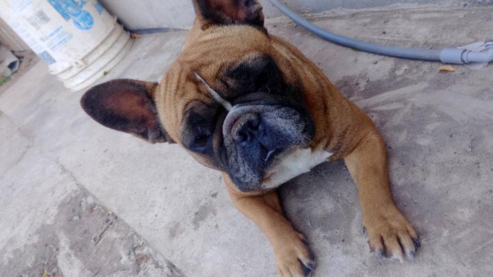 Sebastian closer de ventas Aleman