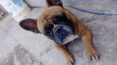 Sebastian closer de ventas Aleman