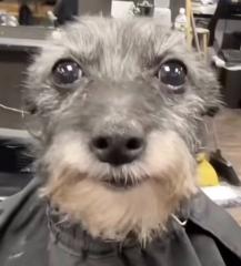 Tomás Donoso Rosales