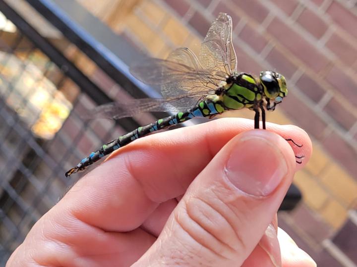 A friend wants to say hi from Holland