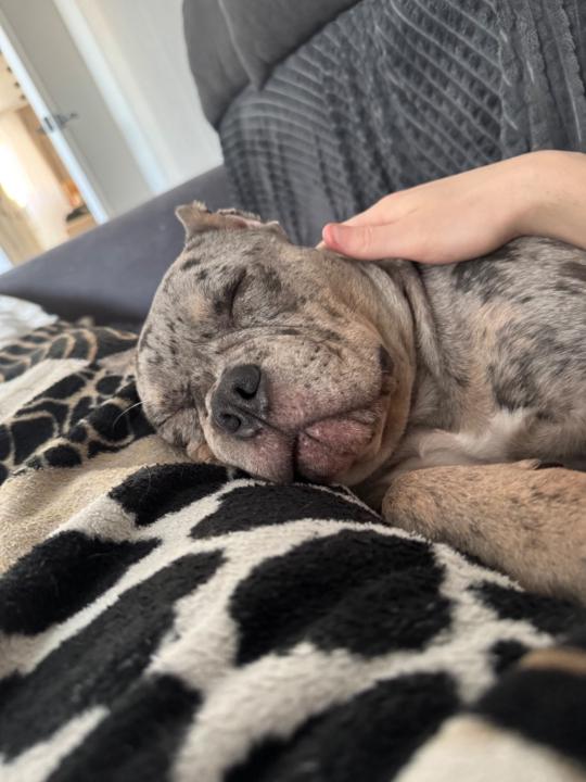 Николай Орехов