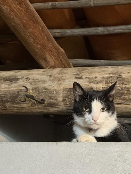 Where is your scorpion 🦂🦂🦂