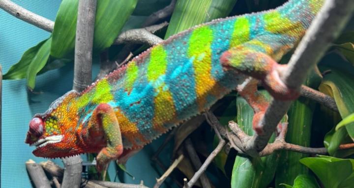Chameleon Care for Beginners