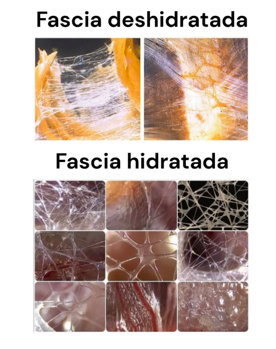 ¿Cuánto de familiarizado/a estás con la Fascia...🕸️?