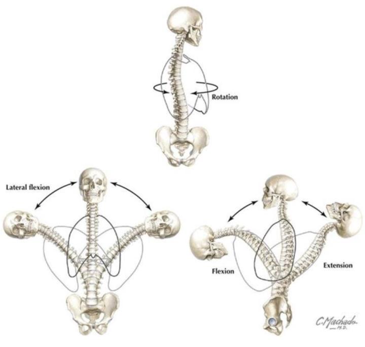 Segmentalidad. Característica fundamental para un movimiento sano y eficiente... 👀