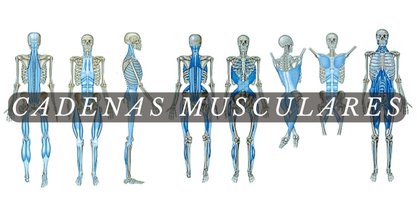 ⛓️ Cadenas musculares