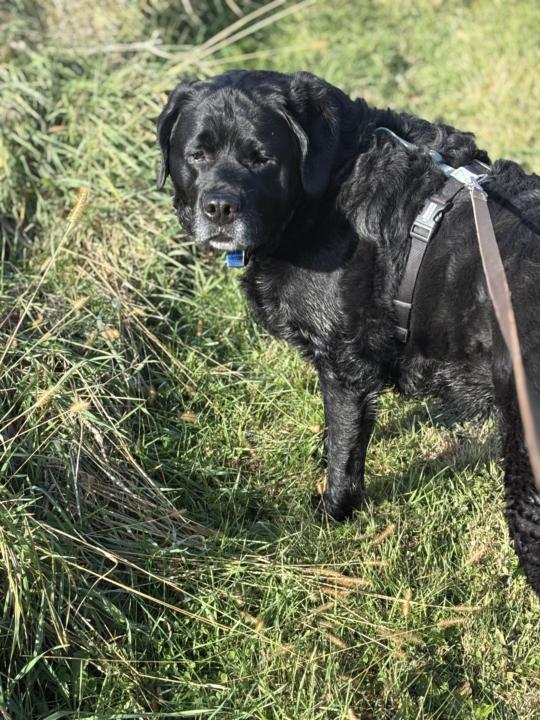 How My Dog Helped Me Change My Mindset