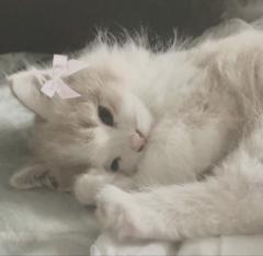 Angel Shim