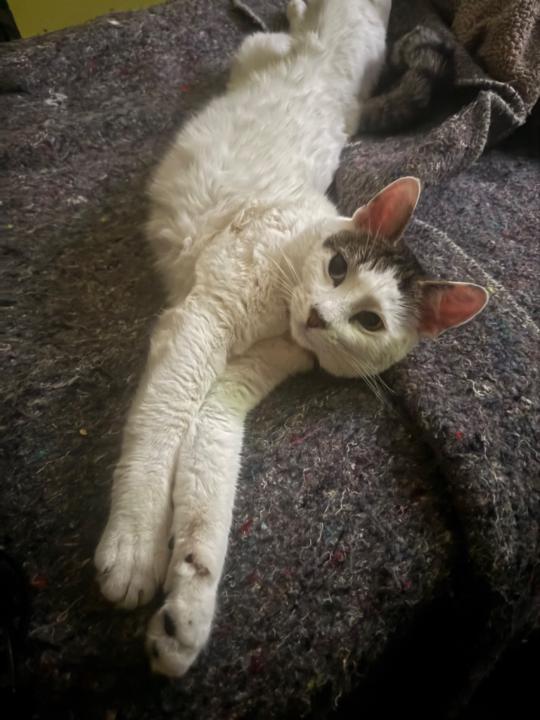 Walter Steven Chambla