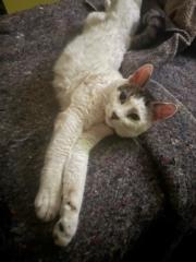 Walter Steven Chambla