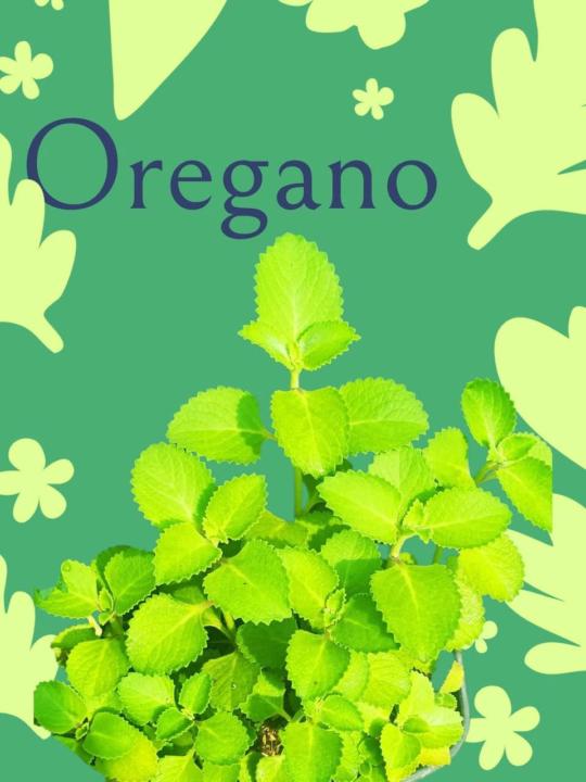 Oregano