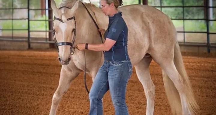 JKI Equine Anatomy to Artistry