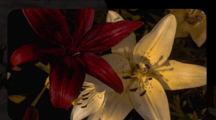 ʀꜱʜᴀ𓃲 Alfifi