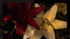 ʀꜱʜᴀ𓃲 Alfifi