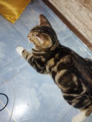 Zulfitra Arnian syah