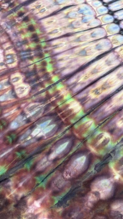 Tie Dye Everything!!! 