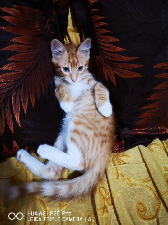 Yanet Giovanna Tarazona Tenorio