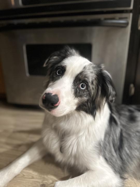 Allow me to introduce…