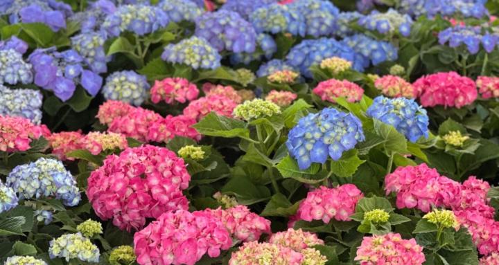 Plants, Arts, Family and More!