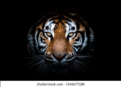 Antonio Luque Espejo