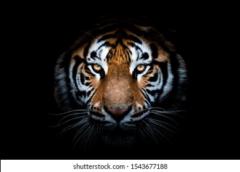 Antonio Luque Espejo