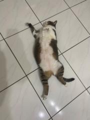 冰 拿鐵