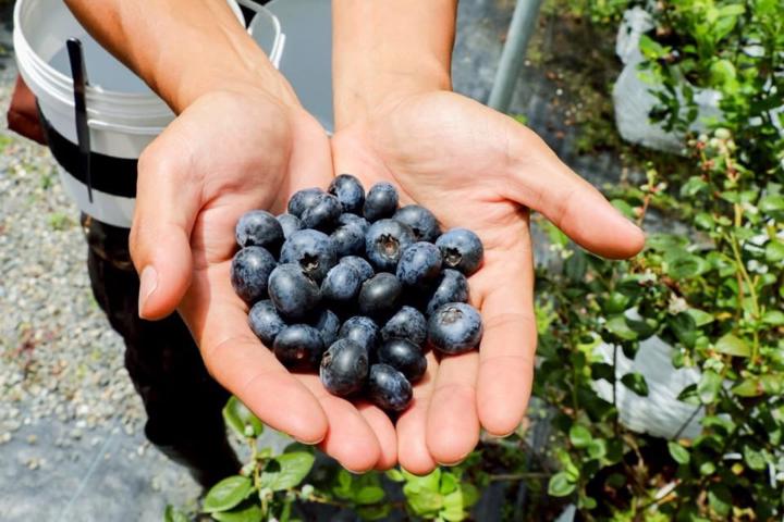 支持一個值得的社群，送你吃裝滿夢想的星空藍莓，剛剛好 🍇