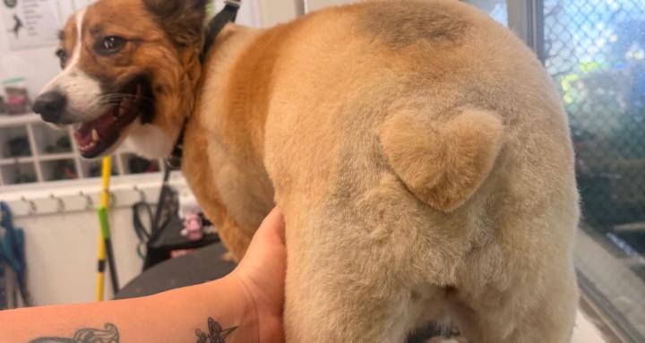 Pro Dog Grooming w/metaglass