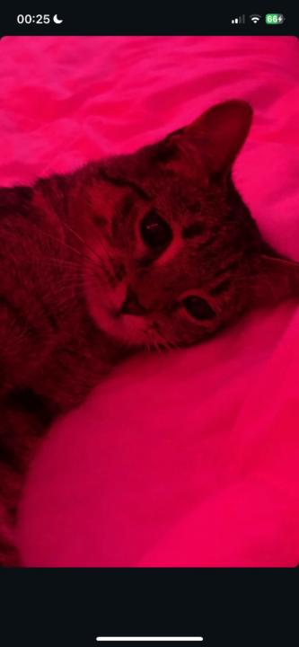 Imene Moré