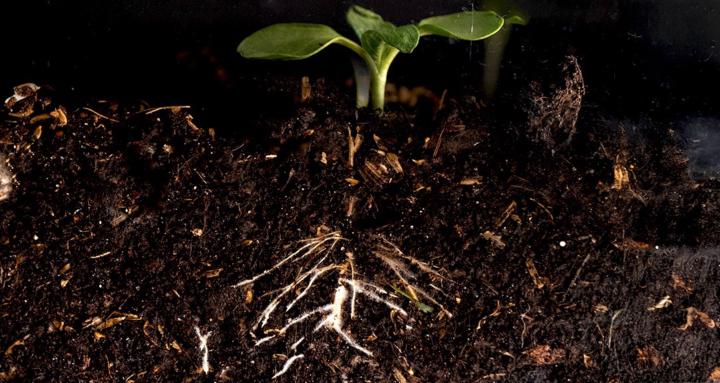 Sunnyside Soil Collective