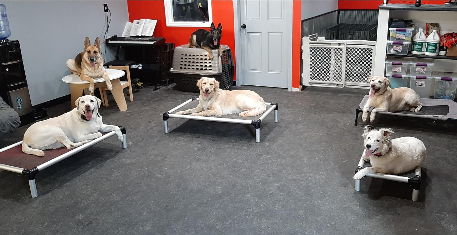 Teach Your Dog Place