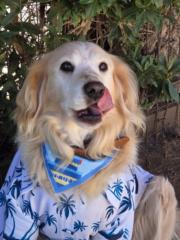 Andrea Caro  ampuero