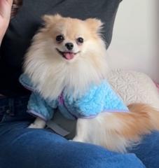 Petunia María Antonieta