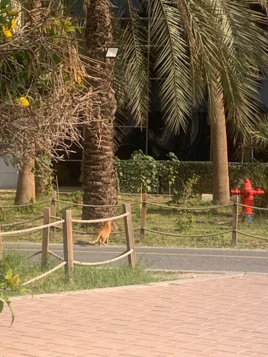 Wafaa Ebrahem