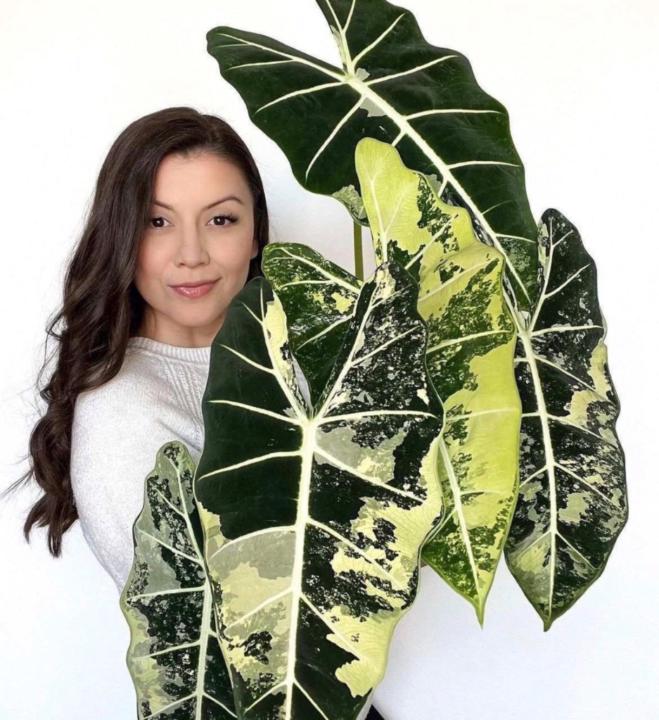 Alyssa Santiago