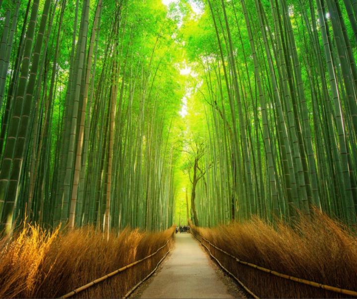 Yves NKULU-ILY Shabo