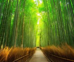 Yves NKULU-ILY Shabo