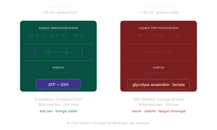 Le Mythe de la Calorie #3 : Le potentiel redox