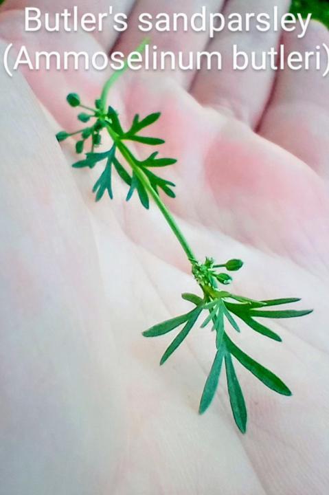 💚Plants that are new to me