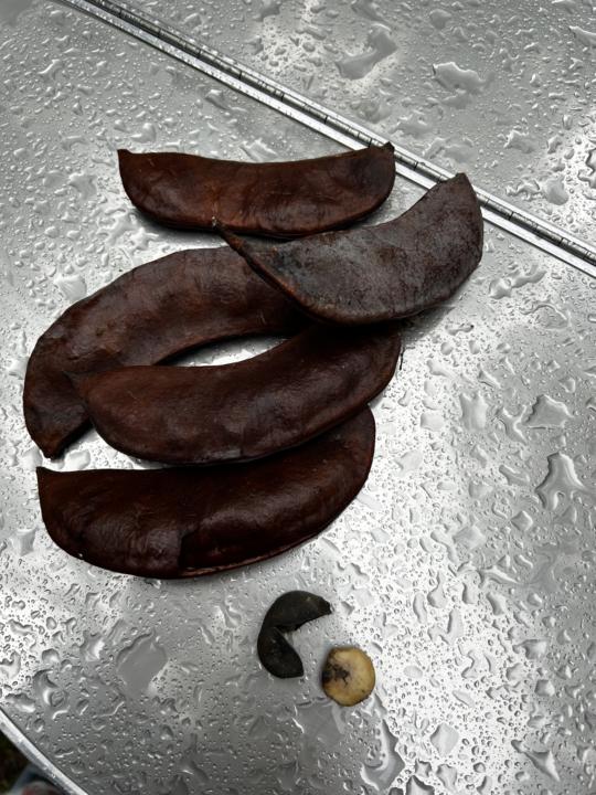 Foraged Black lotus pods