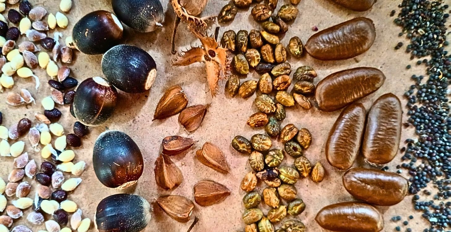 Seeds & Spores
