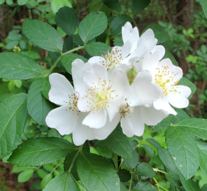 Wild Roses