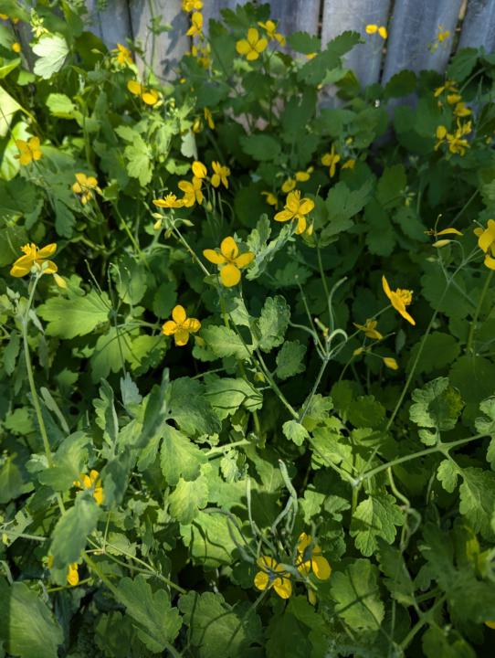 Celadine 