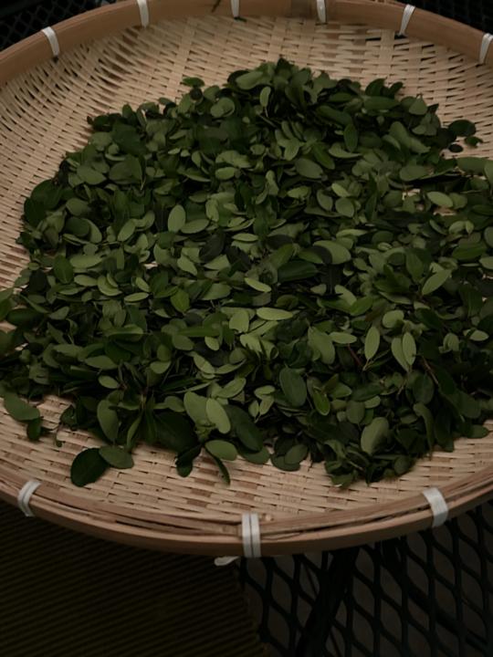 Yaupon Holly
