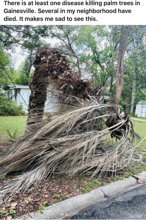 Bleak Future For Florida’s Palms