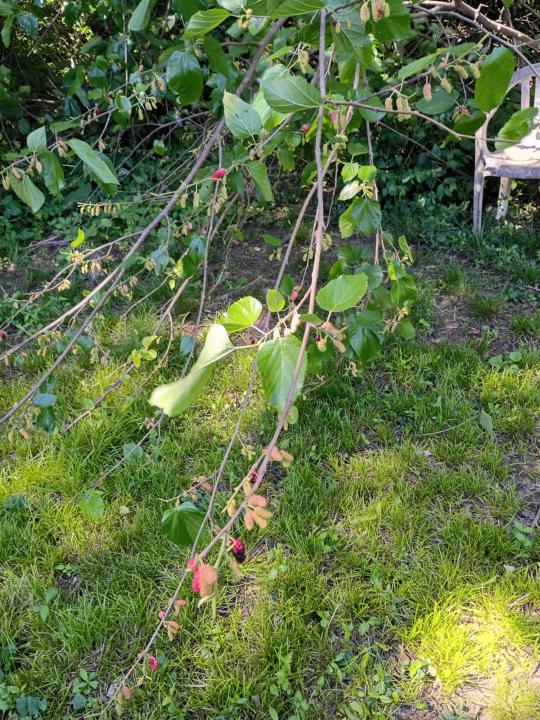 May 14th berries!!