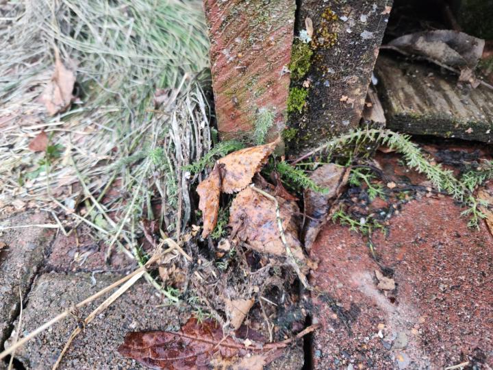 Some Yarrow, some mysteries, no frost! 