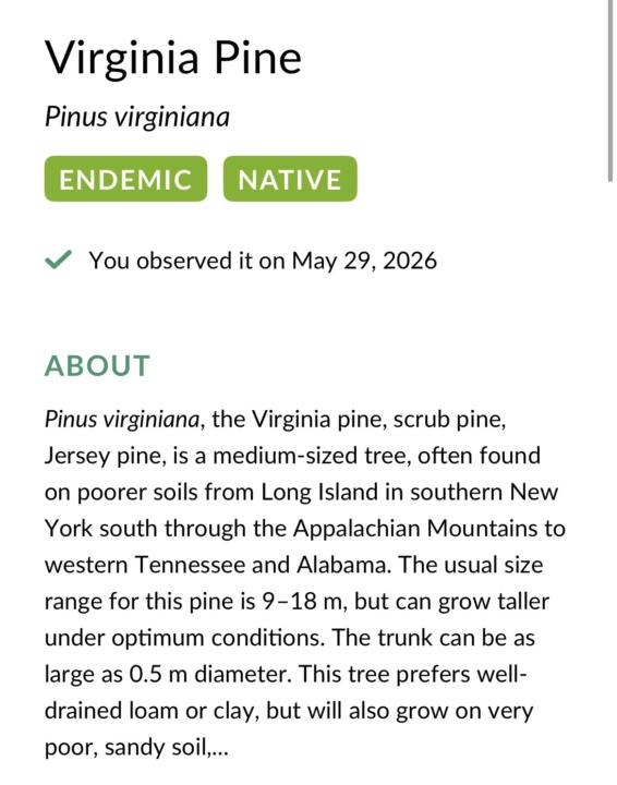 I drank a pine tree